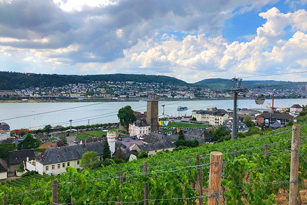 Blick von den Weinbergen auf den Rhein in Rüdesheim am Rhein